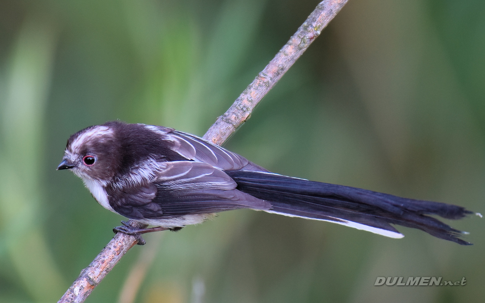 Long-tailed tit (Aegithalos caudatus)